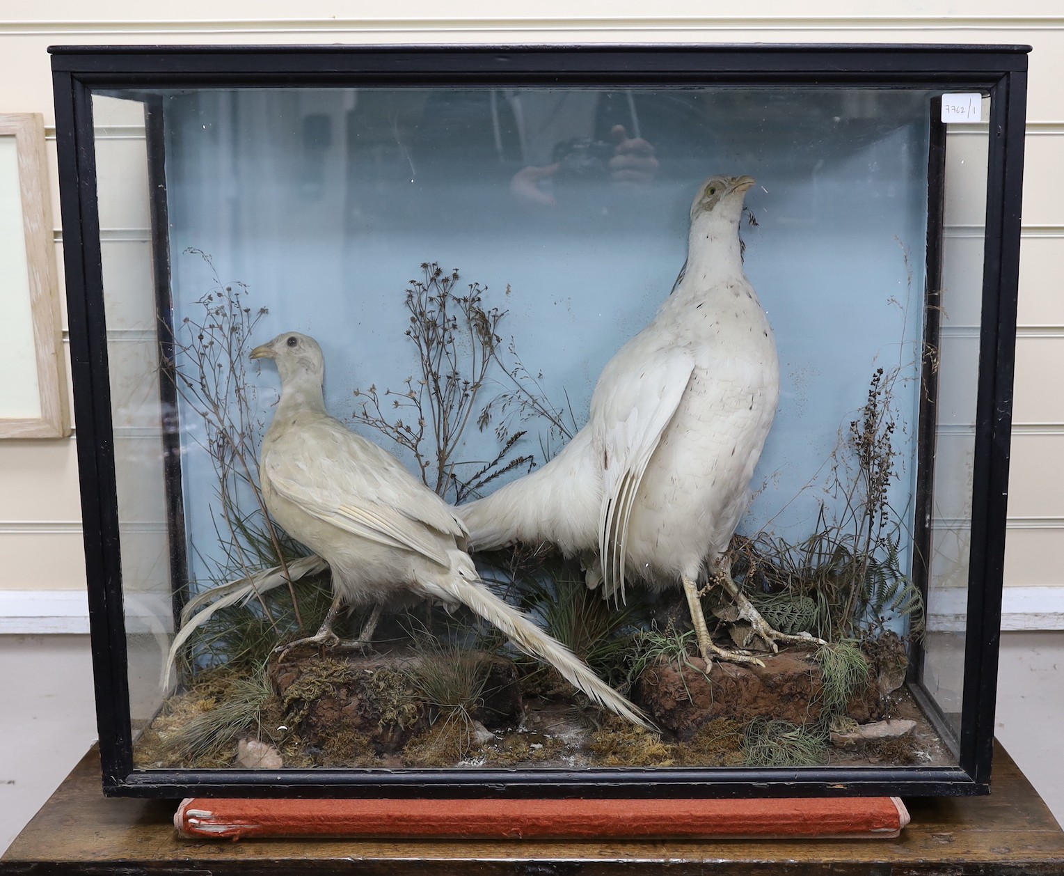 A cased taxidermy group of two white pheasants in naturalistic setting, case 7cms wide x 63cms high